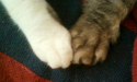 Paws