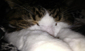 Very Sleepy