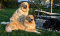 Cooper and Joey