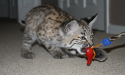 Bobcat
