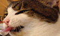 Cat Got Your Tongue