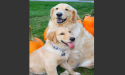 Cooper and Joey