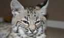 Baby Bobcat