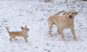 Timmy and Avery